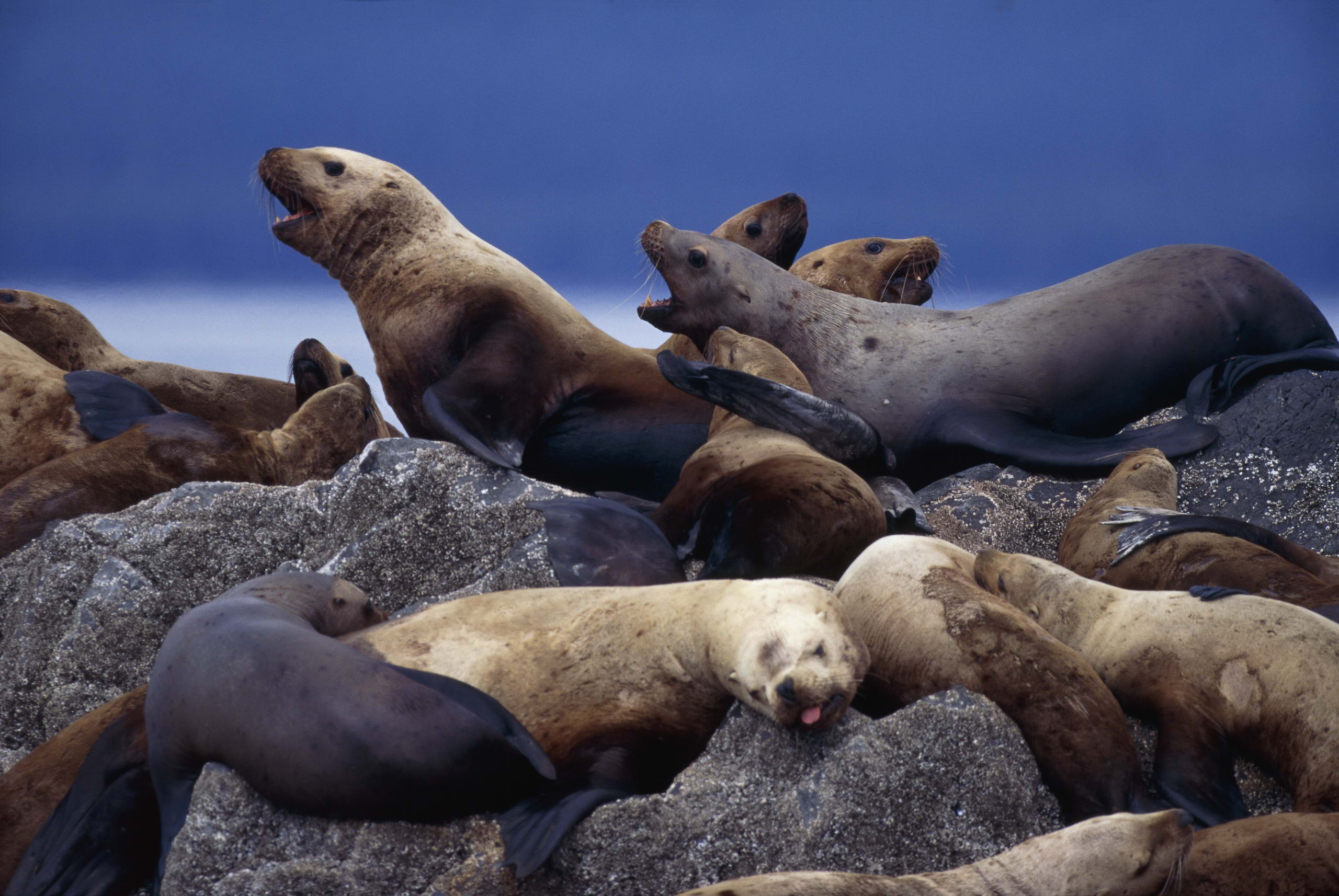SeaLionFact1