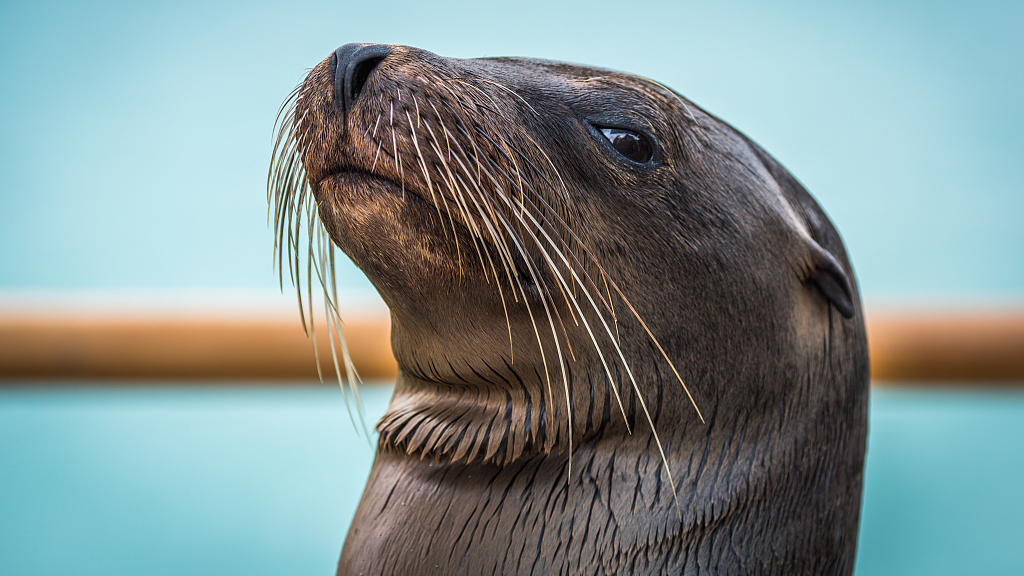 SeaLionFact3
