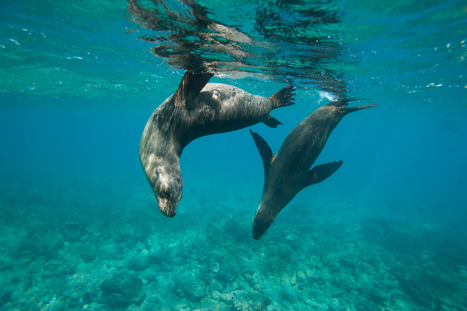SeaLionFact6
