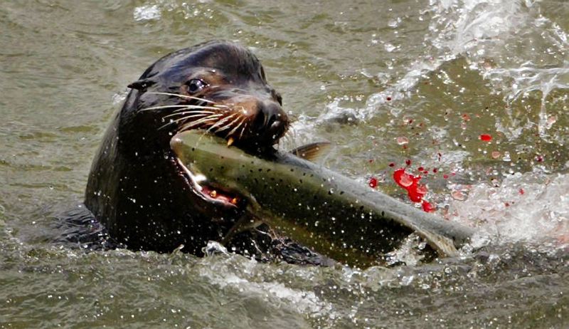 SeaLionFact7