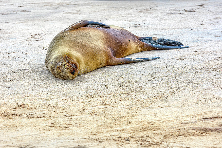 SeaLionFact8