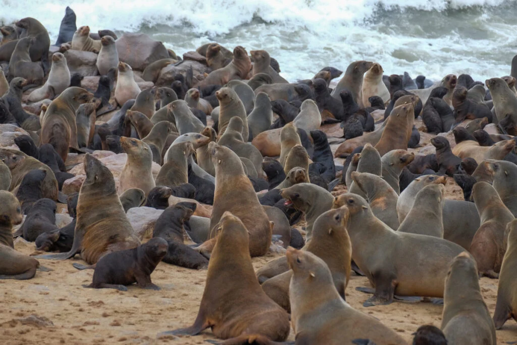 SeaLionGroup