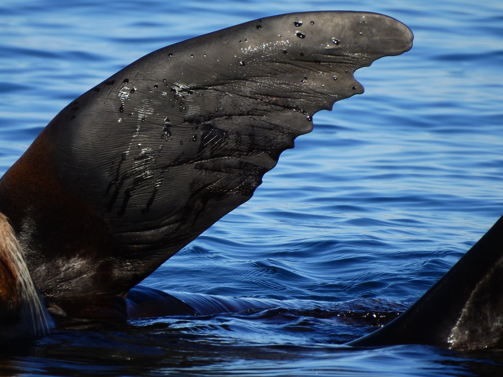 SeaLionFact2