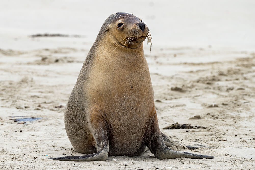 SeaLionFact4