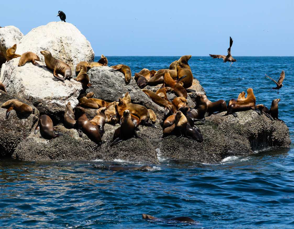 SeaLionsOnRock