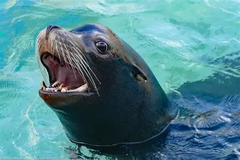 sealion2